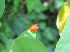 Plagiodera erythroptera