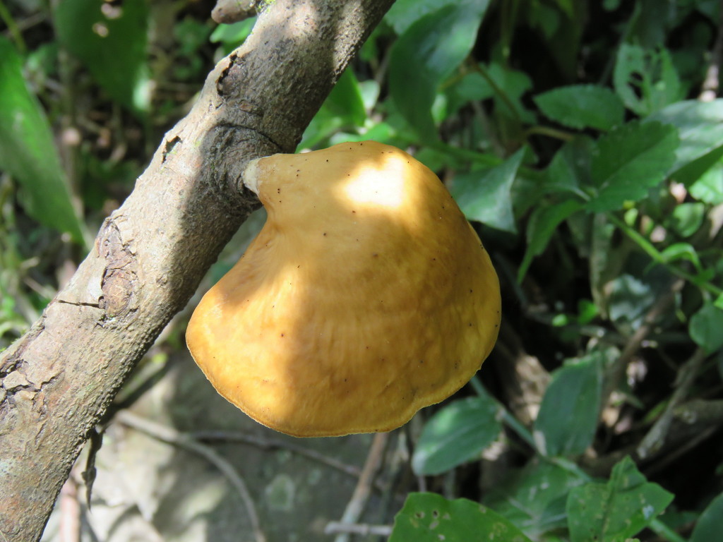 Mycobonia flava · January 2019 · photo: © nicoolejnik (iNaturalist, cc-by)
