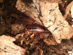 Pelmatosilpha purpurascens