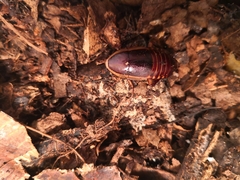 Pelmatosilpha purpurascens