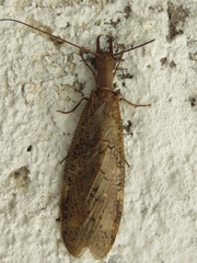 Corydalus primitivus