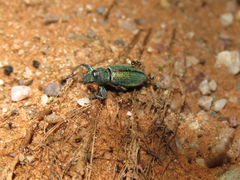 Naupactus auricinctus