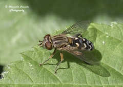 Anasimyia