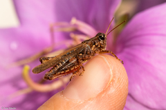 Orthoptera
