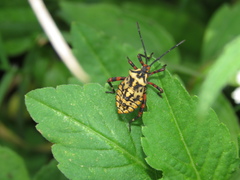 Camptischium