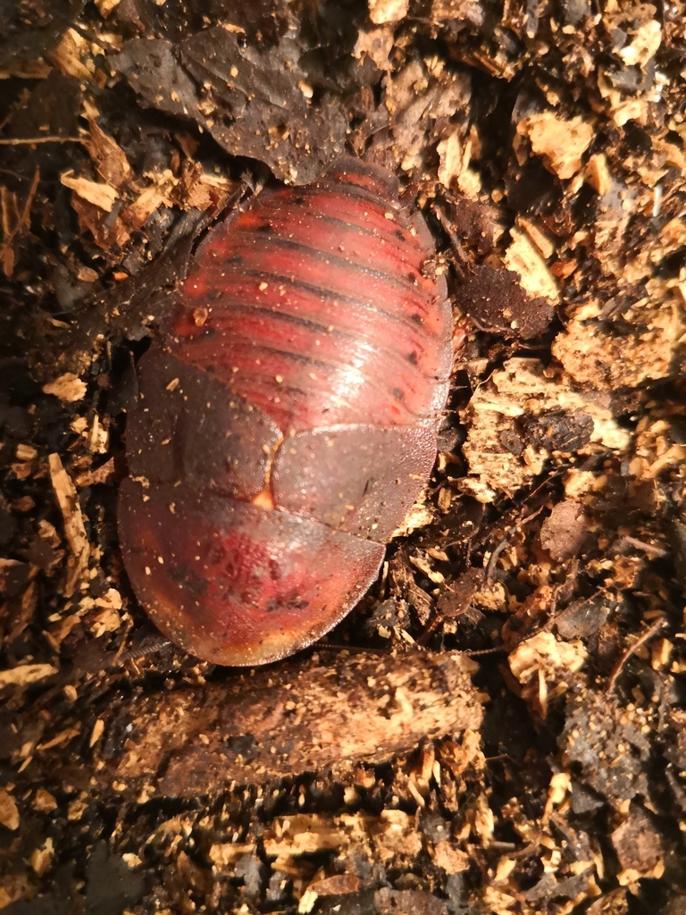 Hemiblabera