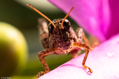 Orthoptera