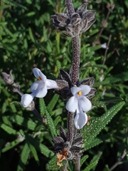 Salvia brandegeei