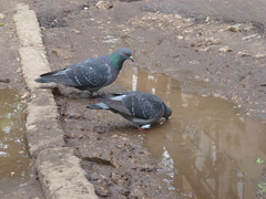 Columba livia domestica