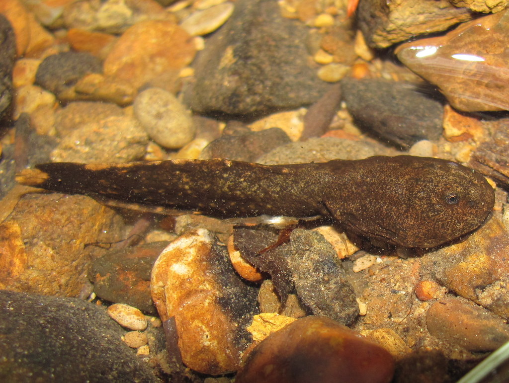 Tailed Frogs