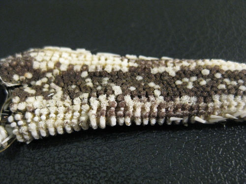 Luidia australiae