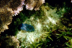 Tridacninae