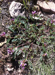 Astragalus cibarius