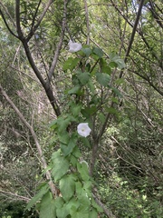 Calystegia silvatica ssp. disjuncta