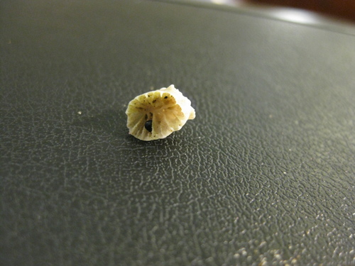 Culicia rubeola