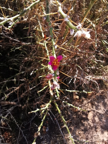 Pereskia diaz-romeroana, 2023-07-15