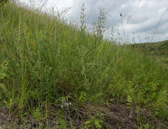 Scrophularia cretacea