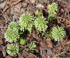 Petasites albus