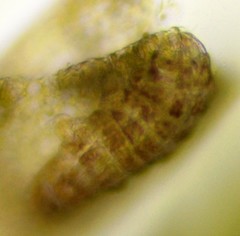 Eutardigrada