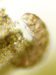 Eutardigrada