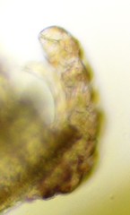Eutardigrada