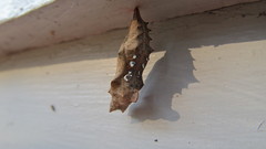 Polygonia interrogationis