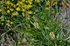 Plantago holosteum