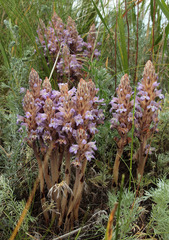 Phelipanche caesia