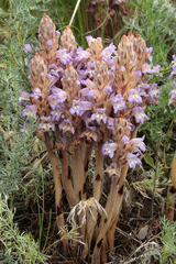 Phelipanche caesia