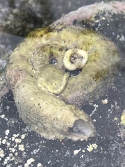 Vermetoidea