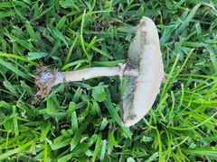 Chlorophyllum molybdites image