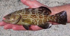 Mycteroperca bonaci