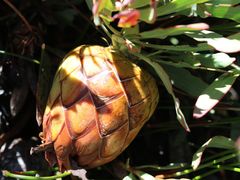 Protea effusa