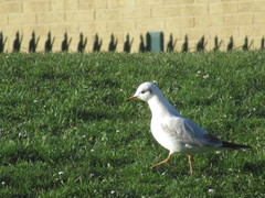 Chroicocephalus ridibundus