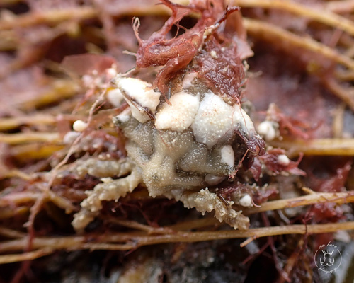 Gibb's sea spider
