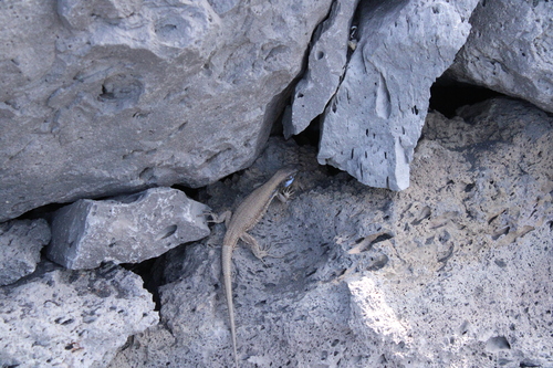 Tenerife Lizard, Santa Cruz de Tenerife, Spain, photo 8 of 10