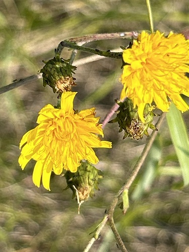 Canada hawkweed