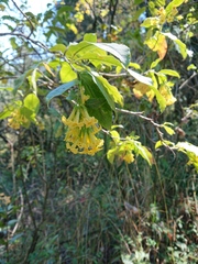 Cestrum anagyris
