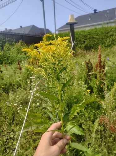 big-toothed Canada goldenrod (Solidago fallax)