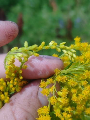 Image of Big-Toothed Canada Goldenrod (Solidago fallax) by no rights reserved