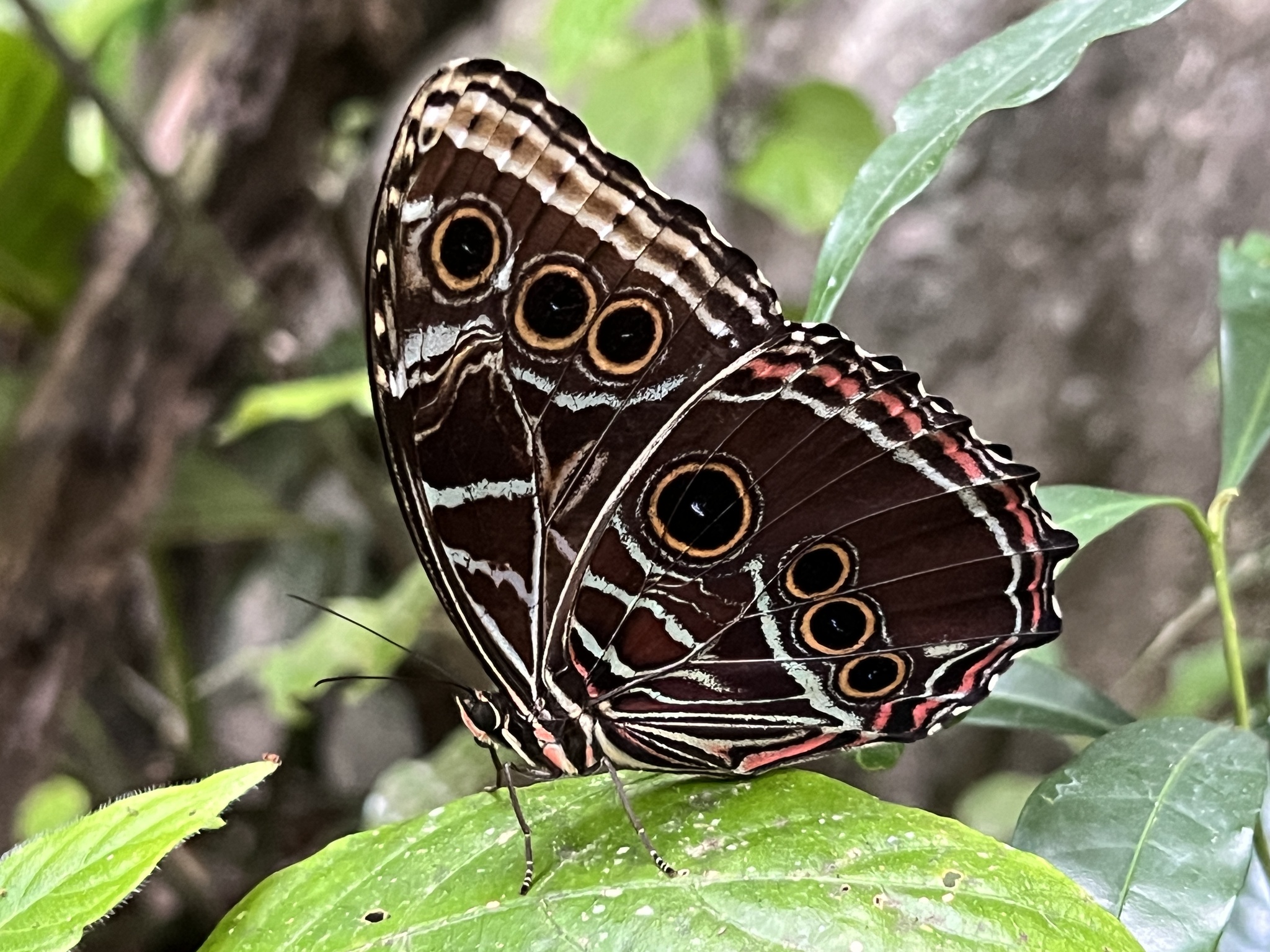 Scarce Morpho (Morpho deidamia) · iNaturalist