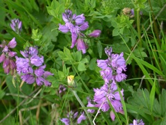 Polygala alpestris