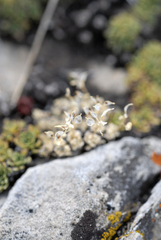 Draba oligosperma