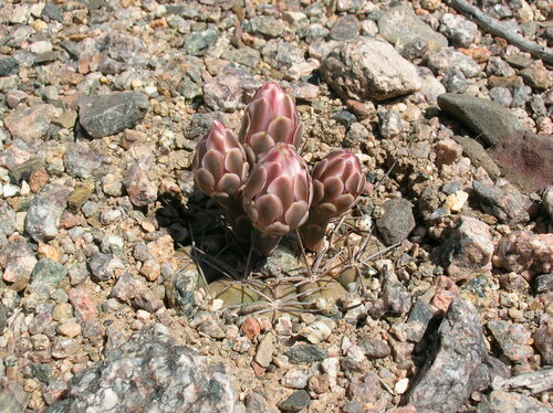 Gymnocalycium hossei