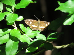 Telenassa berenice