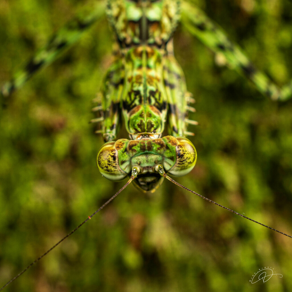 Fuga annulipes