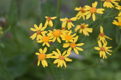 Senecio ampullaceus