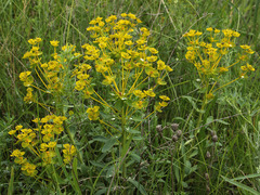 Euphorbia stepposa