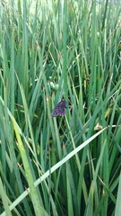 Mimoides thymbraeus aconophos