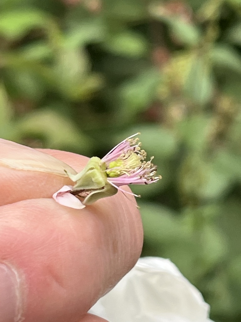 Rubus schnedleri